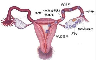 女性如何预防卵巢性不孕的发生